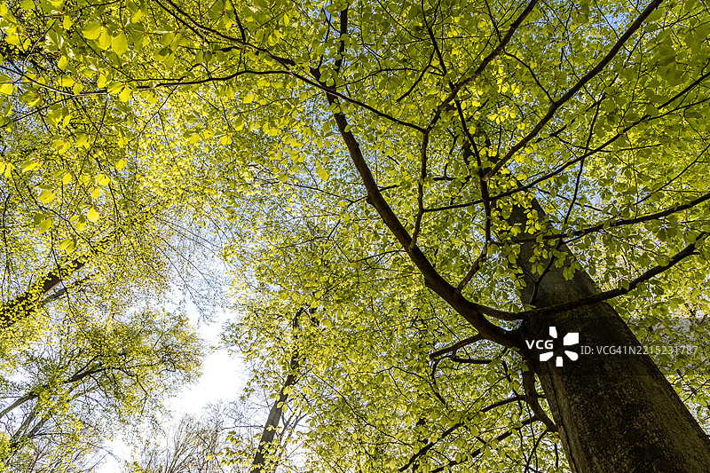 春天的山毛榉树冠图片素材
