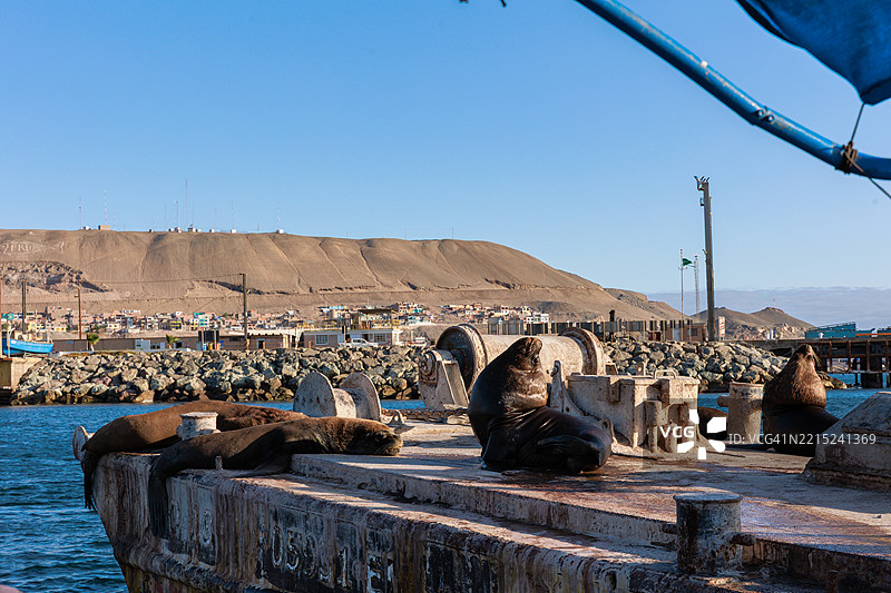 在秘鲁伊洛港休息的海豹和海狮图片素材