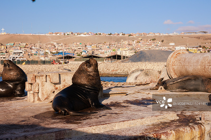 在秘鲁伊洛港休息的海豹和海狮图片素材