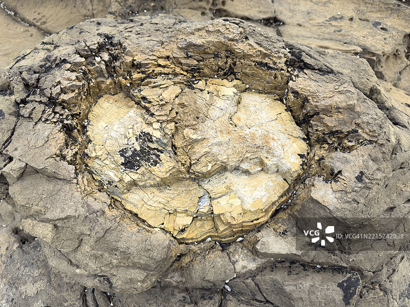 新西兰南岛库里奥湾的企鹅步道和化石森林中的化石木材图片素材