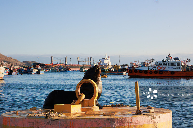 在秘鲁伊洛港休息的海豹和海狮图片素材