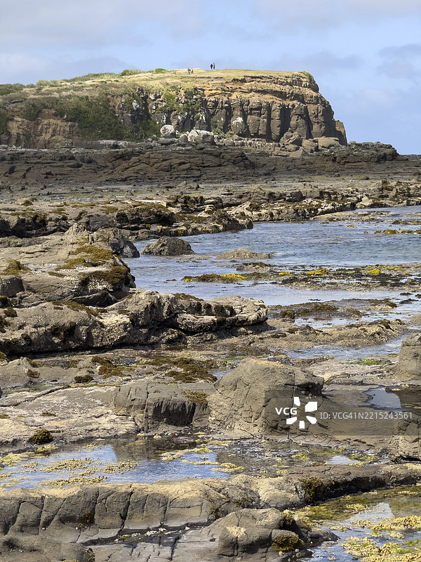 新西兰南岛库里奥湾的企鹅步道和化石森林中的化石木材图片素材