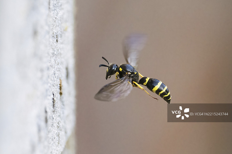 一只大型茎蜂（Symmorphus murarius）在特写中悬停，翅膀动态地拍打着，德国黑森州，欧洲图片素材