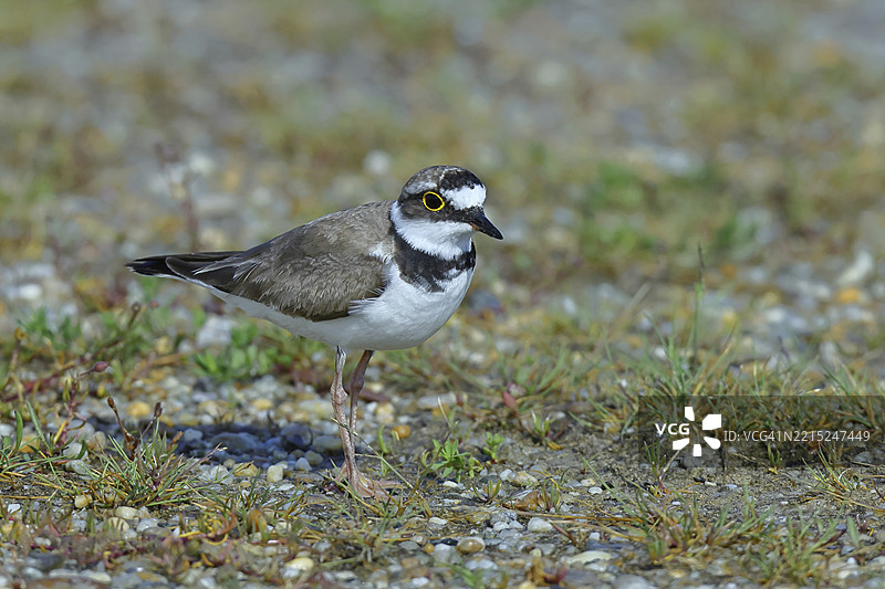 小环颈鸻（Charadrius dubius）成年鸟站在湖岸的砾石堤上，野生动物，奥地利布尔根兰州新西德尔湖国家公园，欧洲图片素材