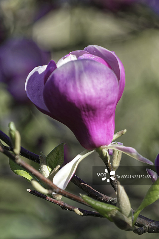 紫玉兰（Magnolia x soulangeana）的花朵，德国巴登-符腾堡州，单朵紫色玉兰花与细腻的叶子特写，维尔海玛，植物园，动物园。斯图加特，巴登-符腾堡州，德国，欧洲图片素材