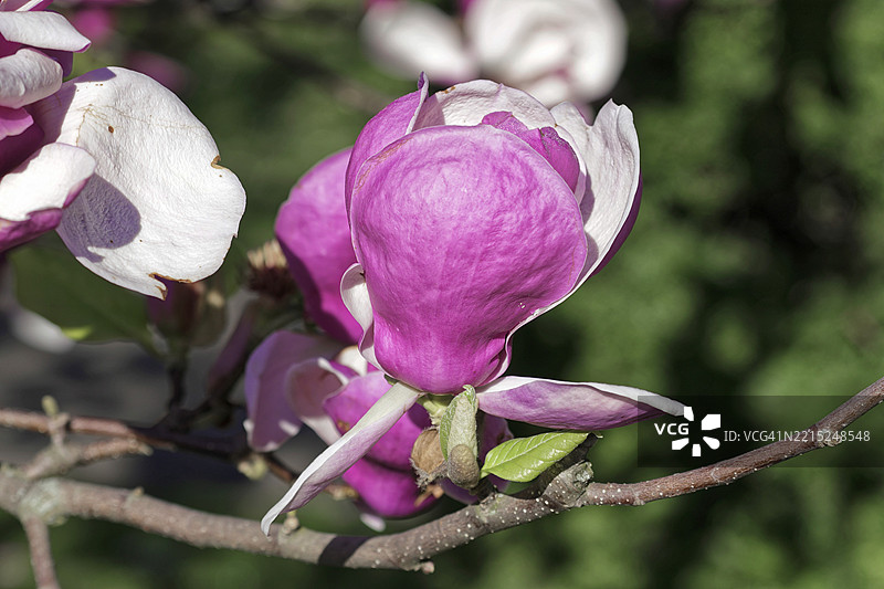 郁金香木兰（Magnolia x soulangeana）的花朵，德国巴登-符腾堡州，春光下粉色木兰花与丰盛叶片的特写照片，维尔海玛，植物园，动物园。斯图加特，巴登-符腾堡州，德国，欧洲。图片素材
