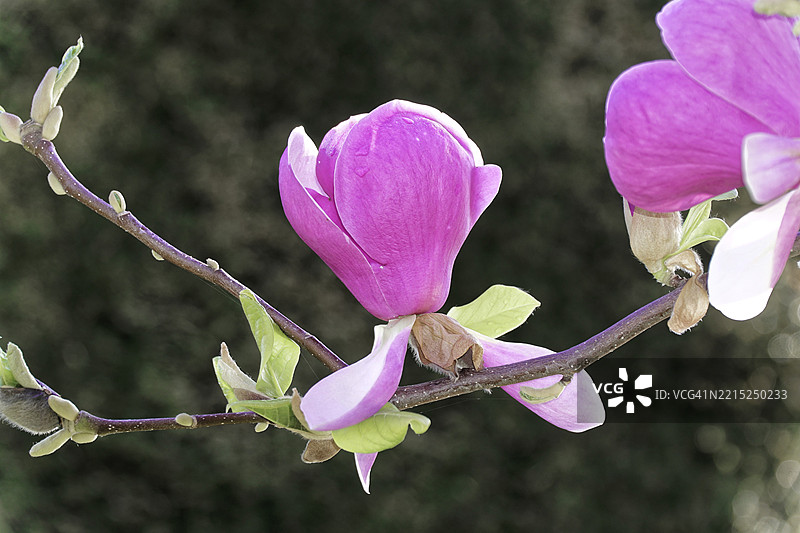 郁金香木兰(Magnolia x soulangeana)的花朵,德国巴登-符腾堡,粉色木兰花在枝头盛开,周围环绕着新鲜的绿叶,背景柔和,维尔赫尔玛,植物园,动物园,斯图加特,巴登-符腾堡。图片素材