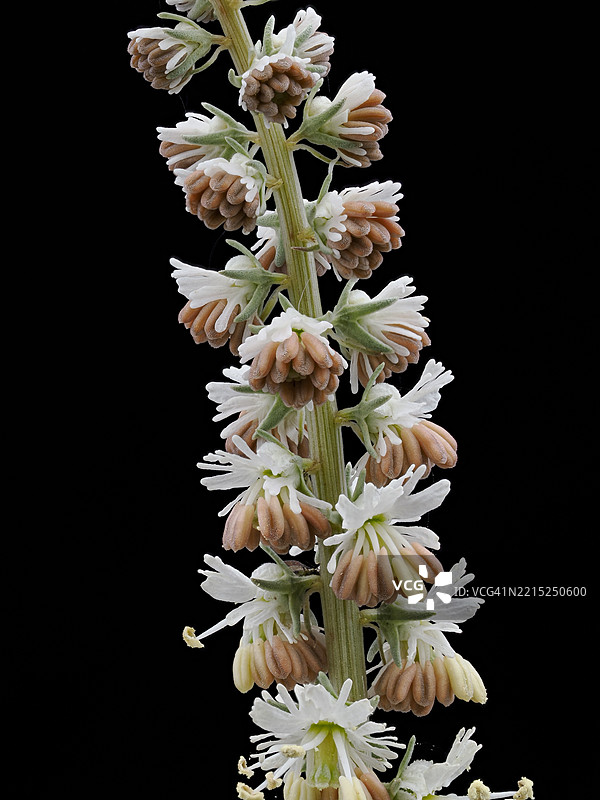 特写，春天植物茎部带有一簇小花。图片素材