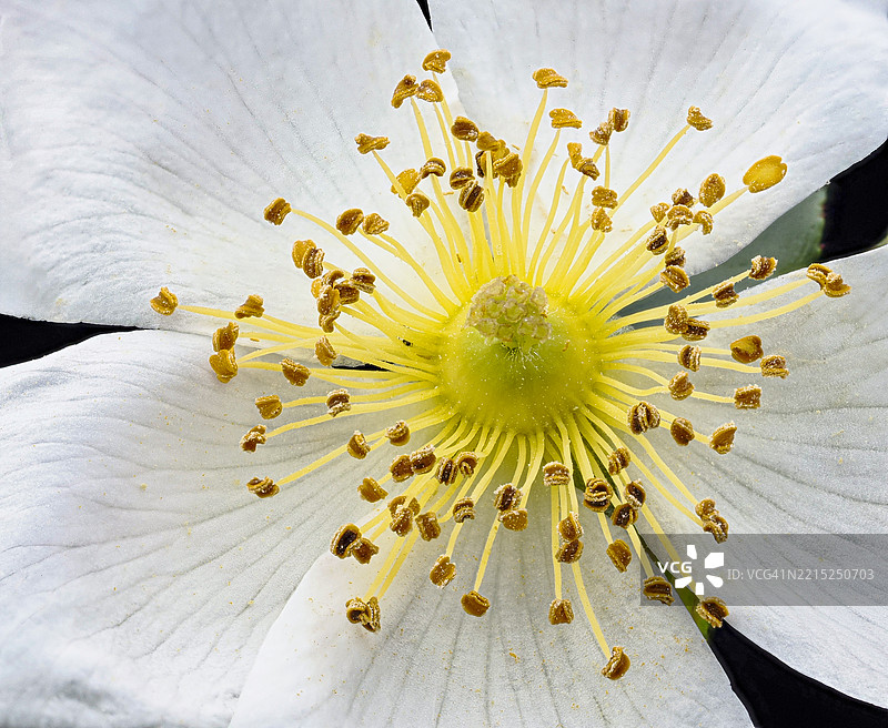 野花器官的特写细节。图片素材