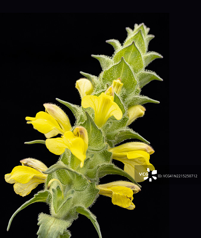 特写，春天开着一簇小黄花的植物茎。图片素材