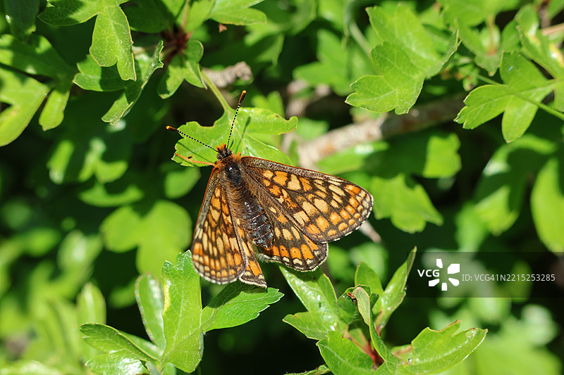 一只罕见的沼泽凤蝶（Euphydryas aurinia）在春天栖息在山楂树上。图片素材