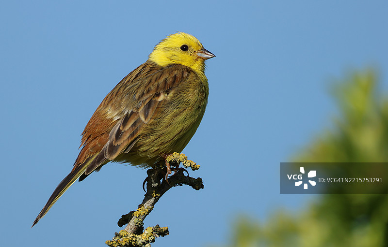 一只美丽的雄性黄鹀（Emberiza citrinella）栖息在树顶。图片素材