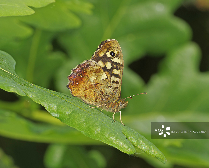 斑点木蝴蝶 [Pararge aegeria]图片素材