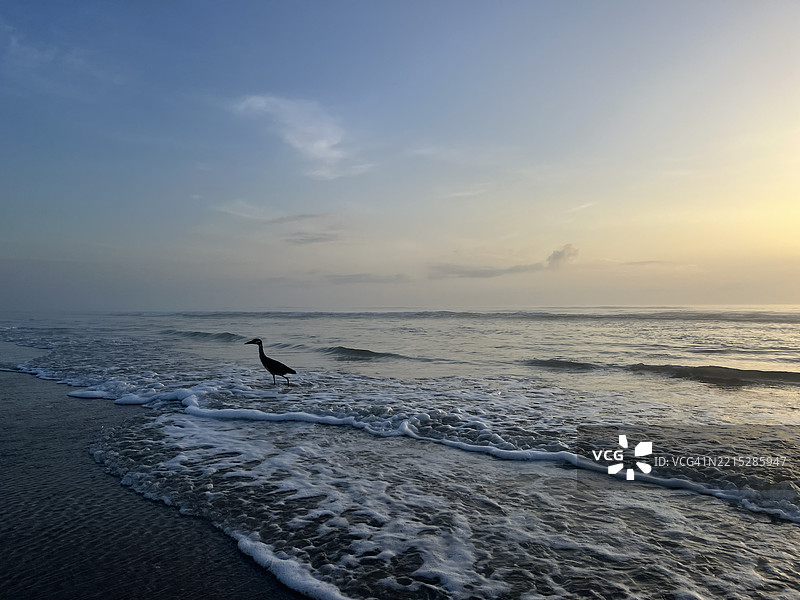 黄冠夜鹭在灿烂的日出背景下的剪影。图片素材