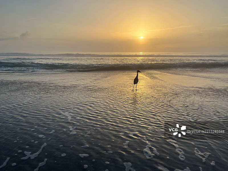 黄冠夜鹭在灿烂的日出背景下的剪影。图片素材