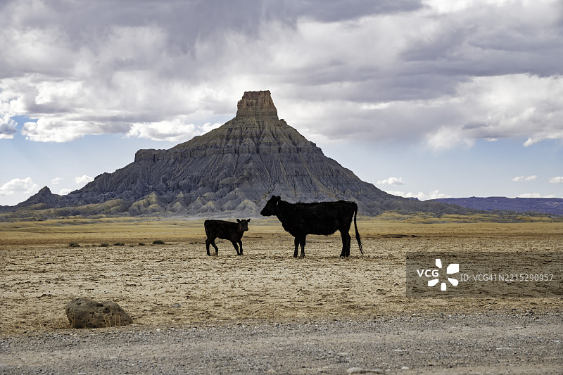工厂山与牛群图片素材