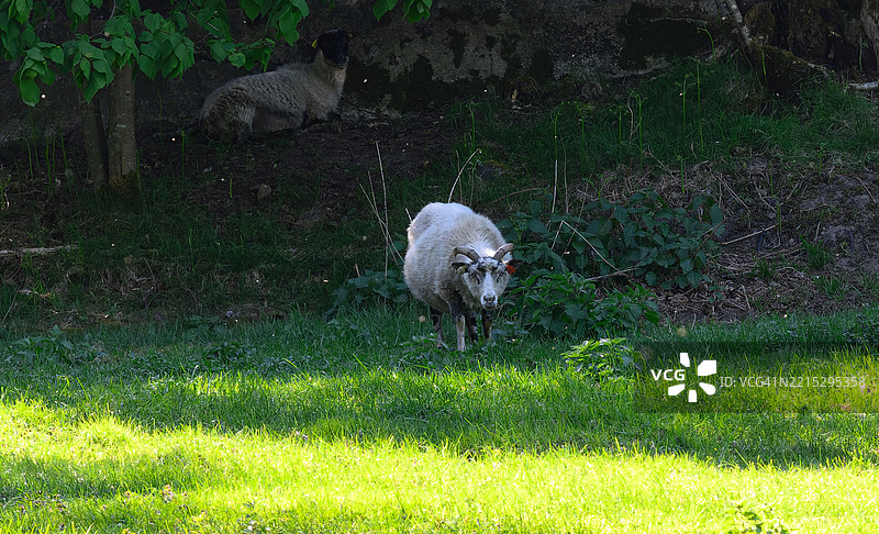 羊群不想让我靠得更近。图片素材