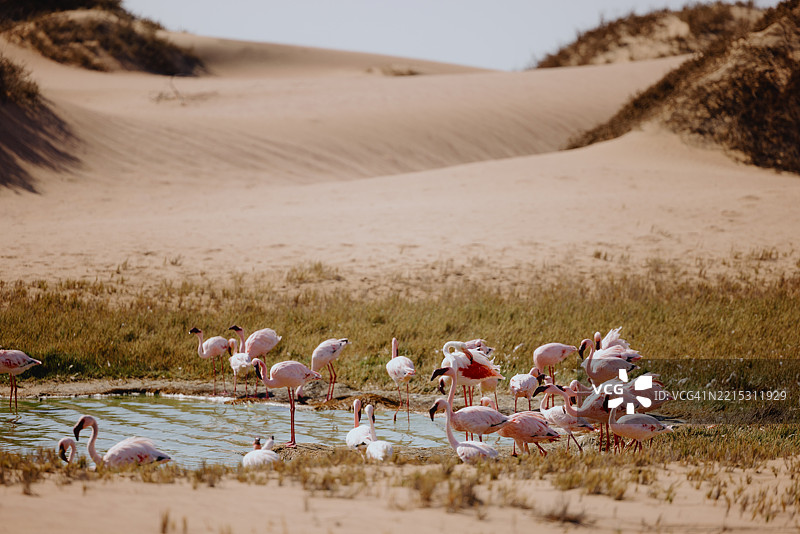 在纳米比亚沙漠的小水塘中休息的矮嘴鹳图片素材