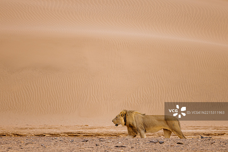 狮子在纳米布沙漠中行走，纳米比亚图片素材