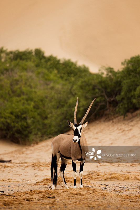 在沙尘暴中，雄伟的角马矗立在卡拉哈里沙漠中图片素材
