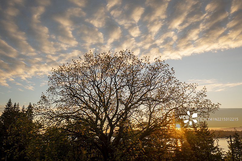 历史悠久的黑胡桃树，由弗雷德里克·莱恩在19世纪作为拉米岛的早期定居者种植。图片素材