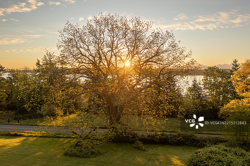 历史悠久的黑胡桃树，由早期定居者弗雷德里克·莱恩于19世纪种植在拉米岛。图片素材