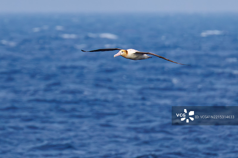 一只巨大的短尾信天翁（Phoebastria albatrus）在海岸外飞翔。翼展超过2米。图片素材