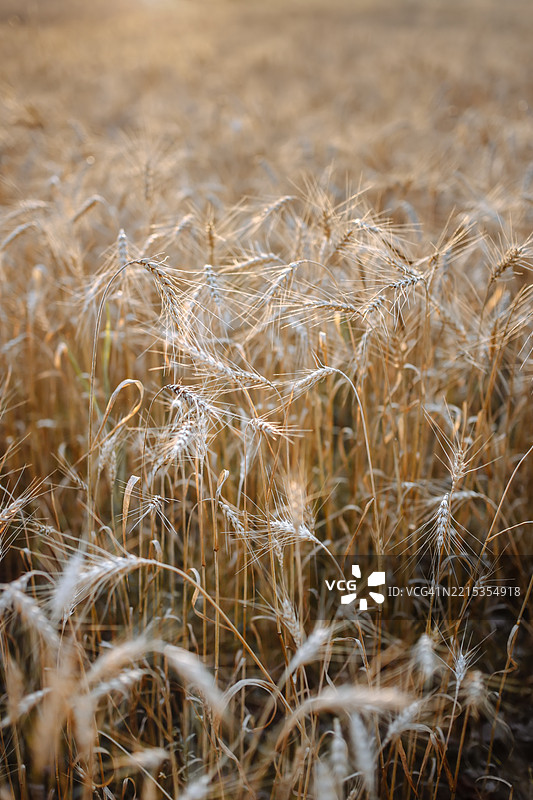 日落光芒中的麦田 - 可持续有机农业的一个例子。图片素材