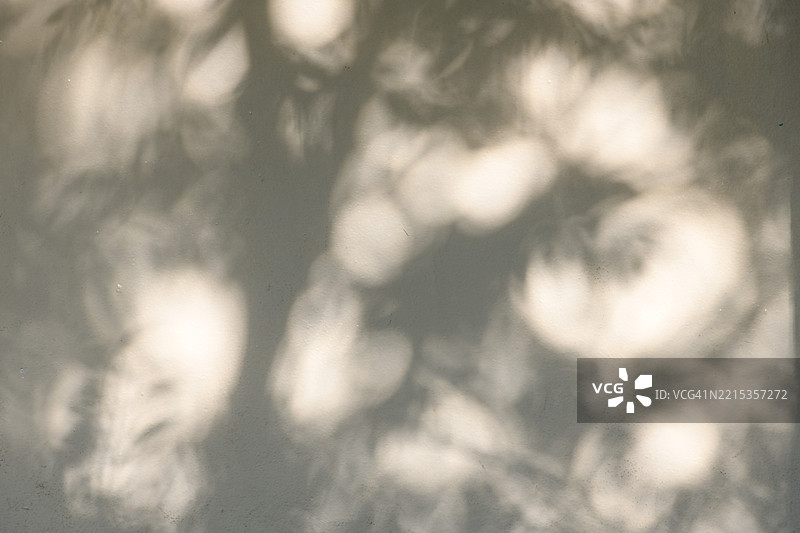 自然树枝上的叶子，阳光下的明暗交错图片素材