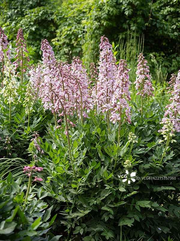 春季花坛中，背景自然的特写镜头，盛开粉色花朵的丰盛灌木（白色火焰灌木，燃烧灌木，香草，气体植物，灰白花）。图片素材