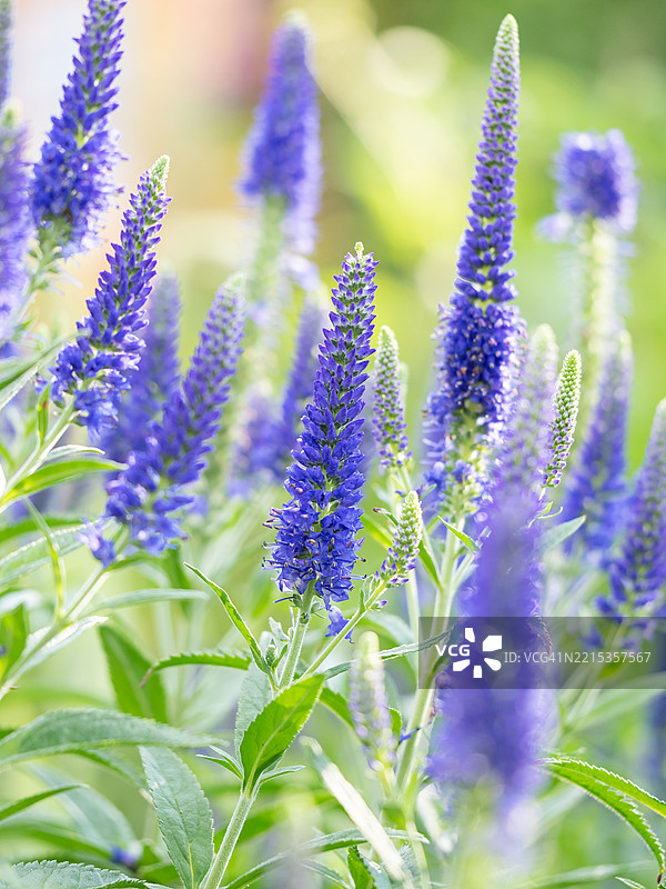 蓝色的细长花序特写，展示了花园中的尖头速生草（Veronica spicata）。图片素材