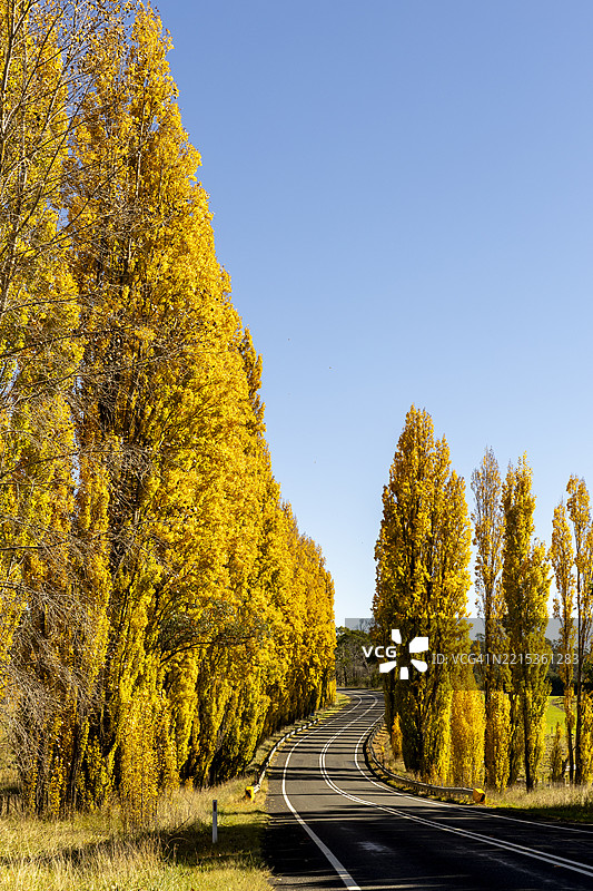 秋天的白杨树图片素材