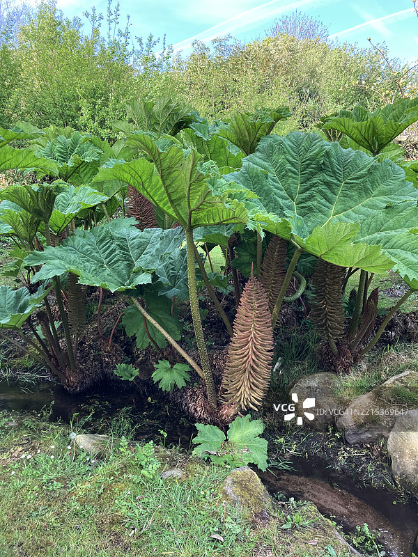 巨型大黄（Gunnera Manicata）丰盛的叶子和植物上的果荚图片素材