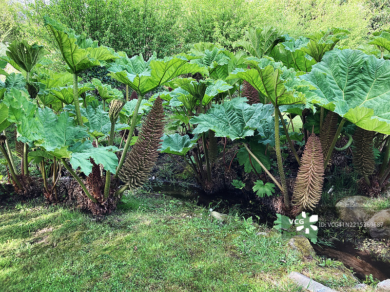 巨型大黄（Gunnera Manicata）丰盛的叶子和植物上的果荚图片素材