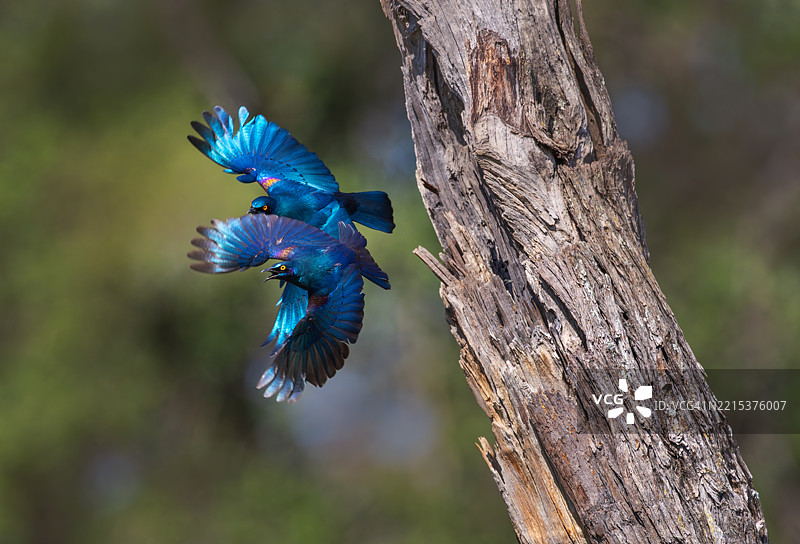 蓝耳大星鸲在飞行中图片素材