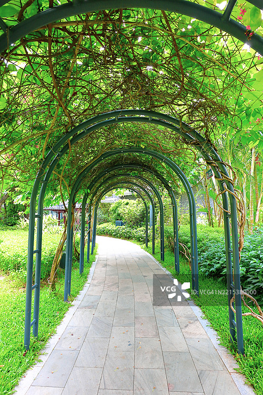 紫藤覆盖的凉亭与石头小径图片素材