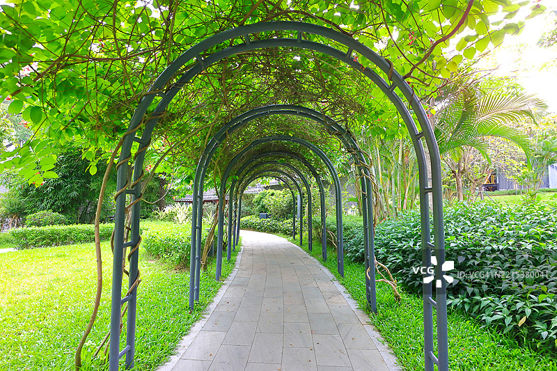 紫藤覆盖的凉亭与石头小径图片素材