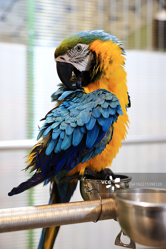 猩红金刚鹦鹉图片素材