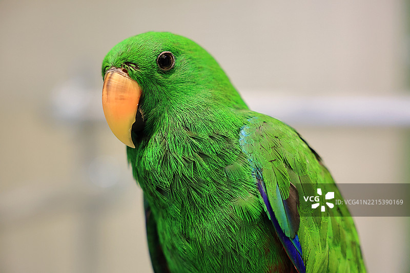 黄头亚马逊鹦鹉图片素材