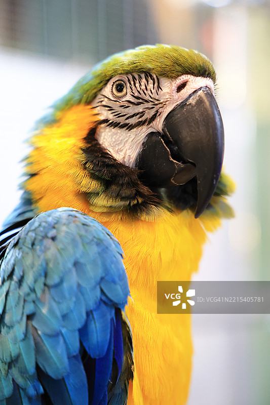 猩红金刚鹦鹉图片素材