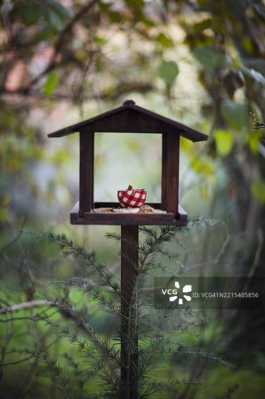 在花园里喂鸟图片素材