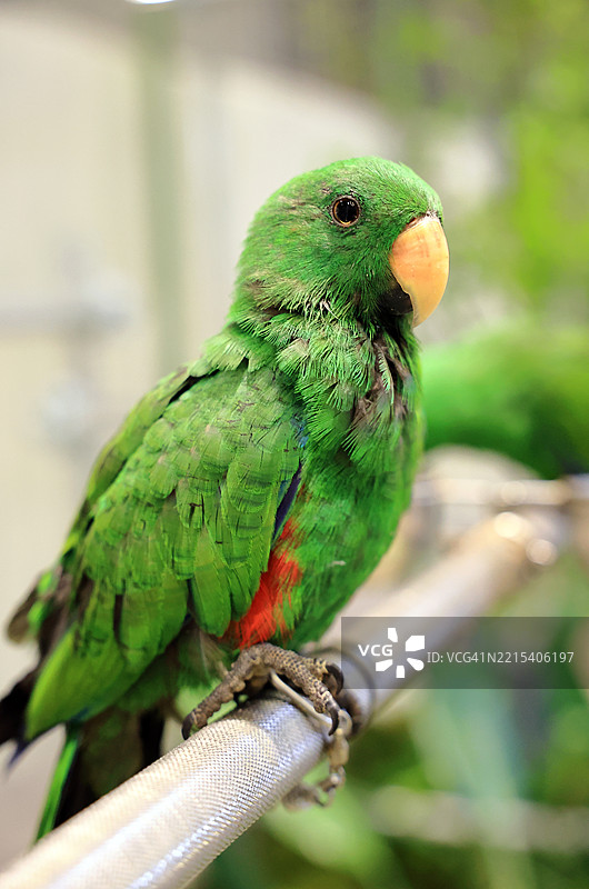 黄头亚马逊鹦鹉图片素材