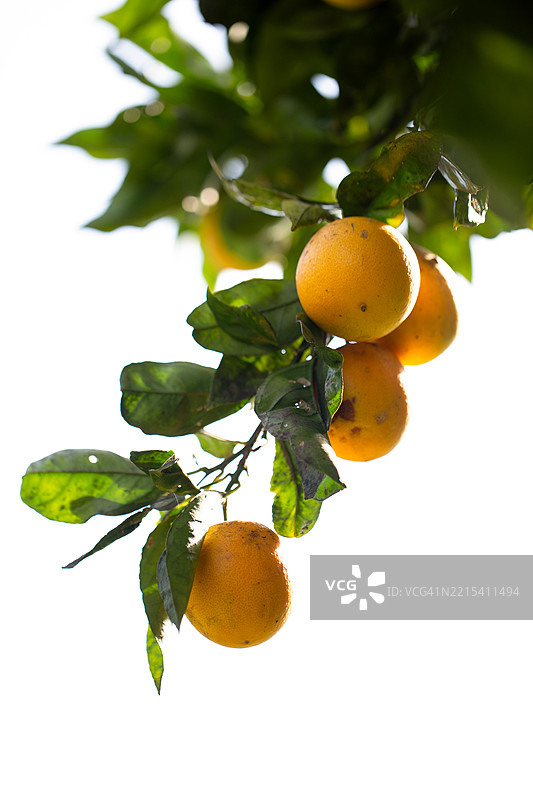 橙树图片素材