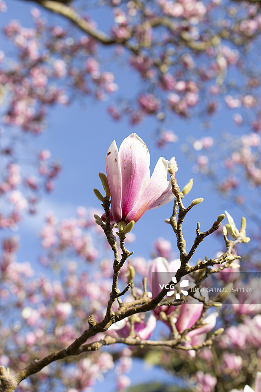 木兰树图片素材