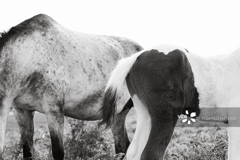 母马和小马驹的身体图片素材