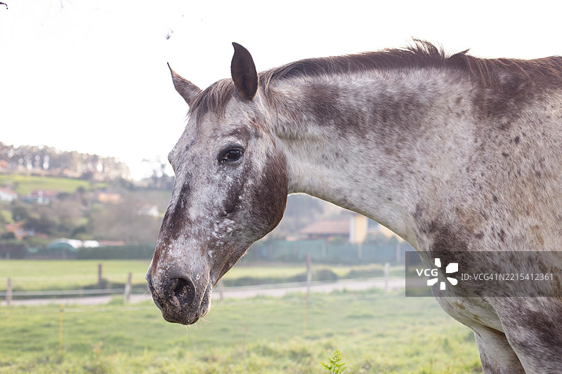 斑点灰色母马图片素材