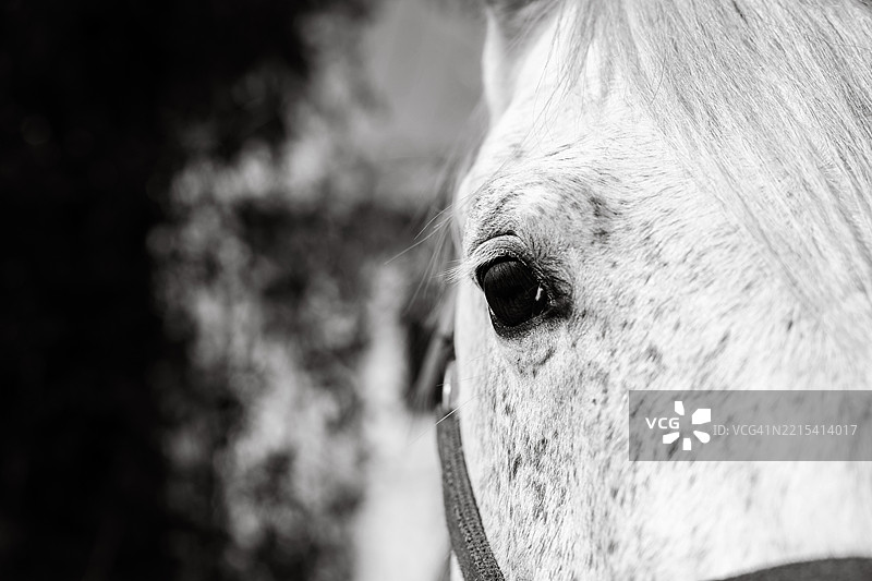 白马的眼睛特写图片素材