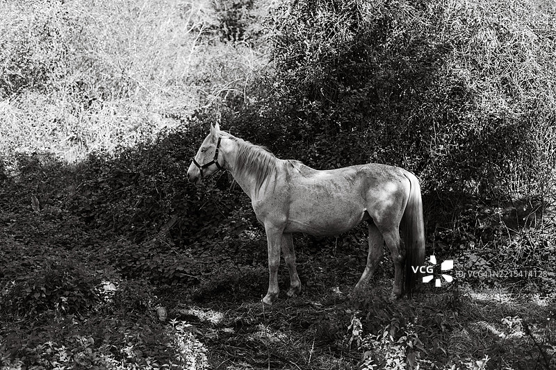 白马在树下休息图片素材