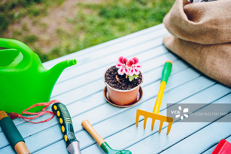 花盆里的花。园艺的概念。图片素材