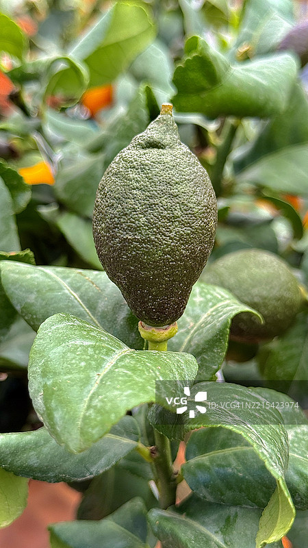 卡菲青柠树（Citrus hystrix）特写展示青柠的生长图片素材